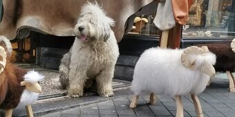 Bobtail - 4