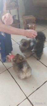 Pomeranian - 4