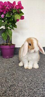 Minilop - ❤️zakrslí beránci❤️ - 4