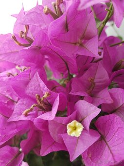 Bougainvillea, Bouga, středomořské rostliny, keře - 4