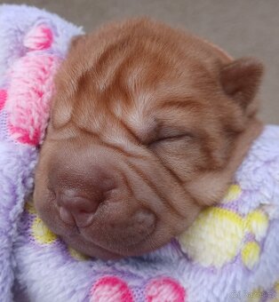 Sharpei,šarpej s PP stěně - 4