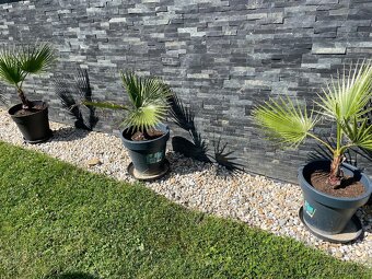 Palma Palmera Abanico - 4