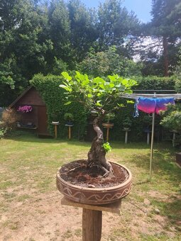 Bonsai,Bonsaj Olše - 4