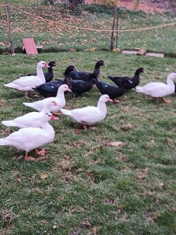 Kachny pižmové - 4