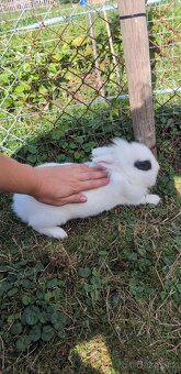 Teddy králík, zakrslý králík Teddy, zakrslý králík - 4