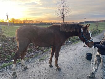 Hřebec po Heartbreak ZH - 4