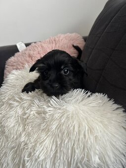 Jorkšírský teriér Biewer Black - 4