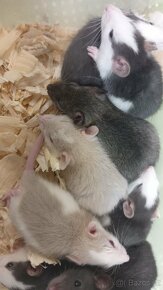 Potkan mazlík Samice - 4