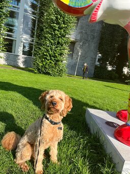 Krytí pudl cockapoo/cockerdoodle - 4