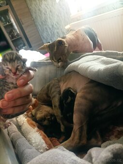 Sphynx bez PP Lykoi - 4