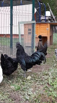 Kohout Ayam Cemani - 4