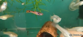 endlerky - živorodka wingeova - 4