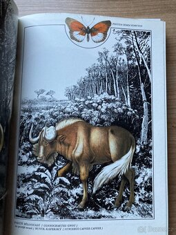 Afrika ráj a peklo zvířat - 4