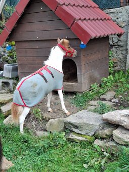 Kobylka AMHA- minihorse - 4