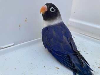 Agapornis škraboškový - hendikep - na ochočení - 4