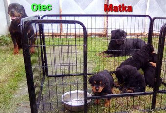 Rotvajler štěně bez pp - 4