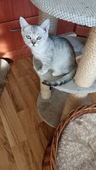 Britský whiskas kocourek s PP - 4