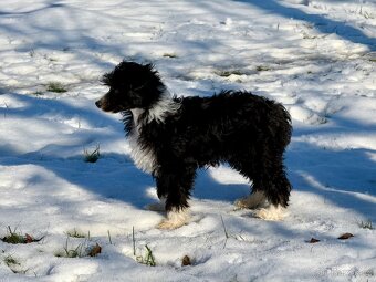 Čínský chocholatý pes labutěnka s PP - 4