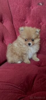 Německý špic trpasličí - 4