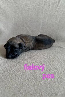 🐾 Anubis – jemný mazlík Malinois s PP hledá svůj tým 🐾 - 4