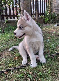 Sibiřský husky - Kluk - 4