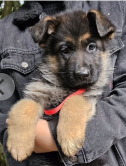 Německý ovčák- krásná štěňátka s PP typ Rex - 4