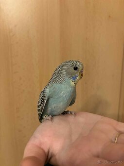 Prodám mladé andulky po vylétnutí z budky - 4