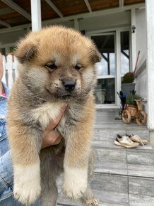 Akita inu šteniatka - 4