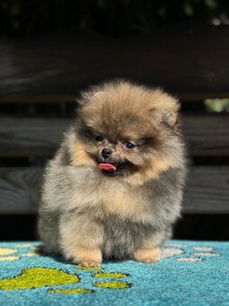 Pomeranian Super Mini fenečka PP FCI - 4