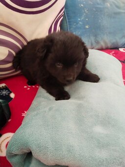Pomeranian - 4