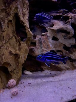 Akvarium s tlamovci a prislusenstvim - 4