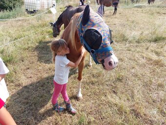 Welsh pony do sportu - 4