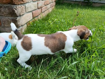Štěňátka Jack Russell teriér - 4