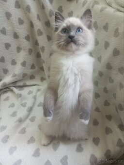 🐾 Čistokrevná Ragdoll koťátka s PP – ihned k odběru 🐾 - 4