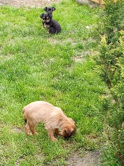 Štěňátka křížence..Mops York Krysařík jsou naši předci 🙂 - 4