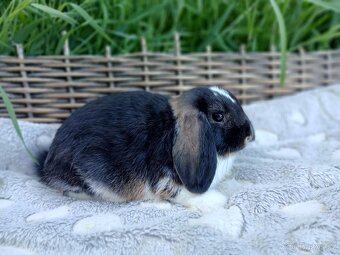 MiniLop - Anglický Zakrslý Mini Beránek - 4