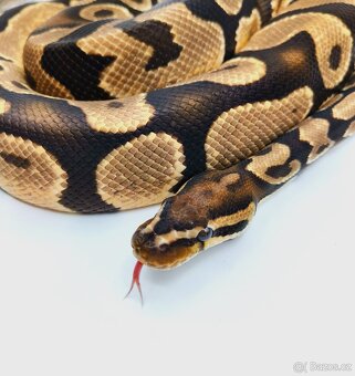 Krajta královská (Python regius) - subadult/adult - 4