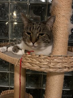 Daruji 8 letou kočičku - 4