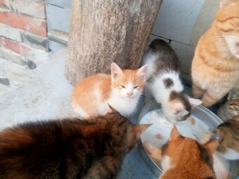 Koťátka - 4