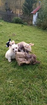 Čínský chocholatý pes - 4