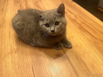 Britské modré koťátko - 4