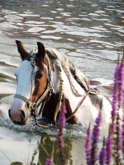 Irský cob kobylka na prodej - 4