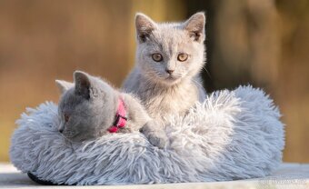 Britská koťata bez PP - 4