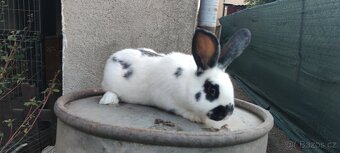 Králíci mix - 4