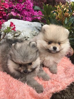 Pomeranian s p.p - 4