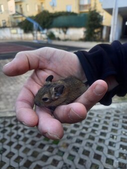 Osmák Degu - letošní mláďata - 4