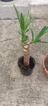 Juka Yucca 3x rostilna - 4