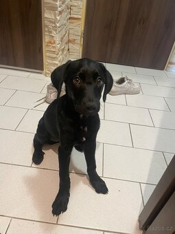 Štěně labrador X zlatý retrívr - 4