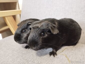 Chovatelská stanice Consuelo nabízí čistokrevná morčata - 4