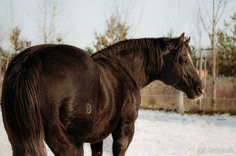 1,5 ročná kobylka po JAC O RIMA - 4